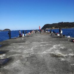 イワシは大量にいるが