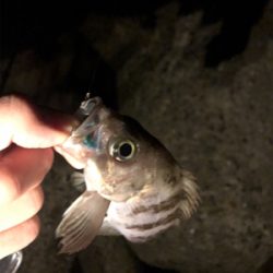 今年初フィッシュ！