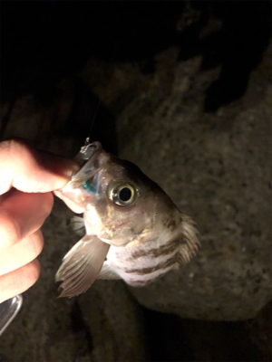 今年初フィッシュ！