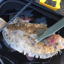 メガフロートデビュー