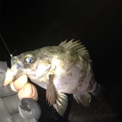 今年初淡路ライトゲーム