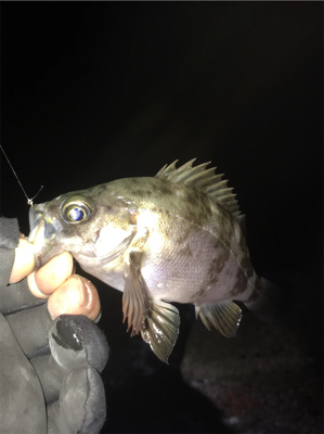 今年初淡路ライトゲーム