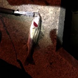 今年の初フィッシュ！