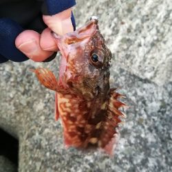 メバリング朝マズメ釣行