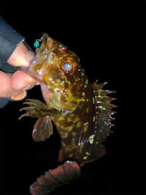 ホームポイント