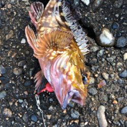 ヤリイカ釣りのち穴釣り