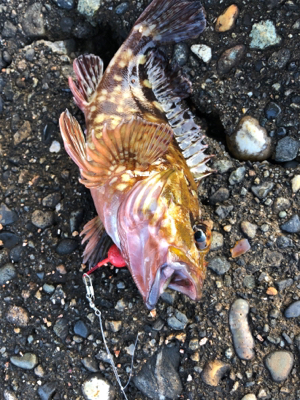 ヤリイカ釣りのち穴釣り