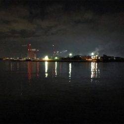 アジングで25cmのアジ