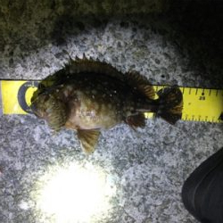 新年初アジング