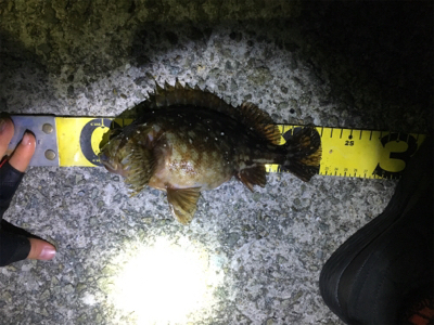 新年初アジング