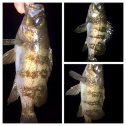 メバリンガー1810〜1851