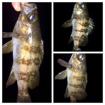 メバリンガー1810〜1851