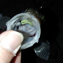 ドシャローにまさかのええメバル