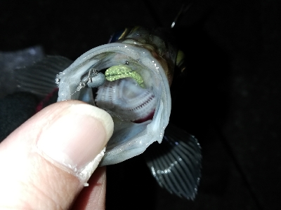 ドシャローにまさかのええメバル