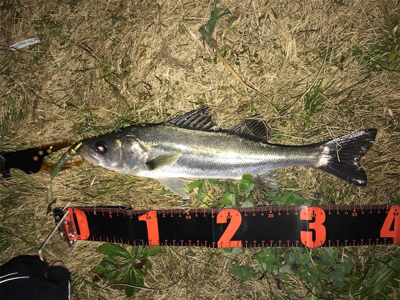 連日のシーバス