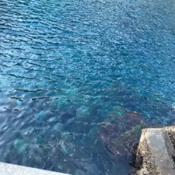 釣りの聖地鵜来島遠征釣行