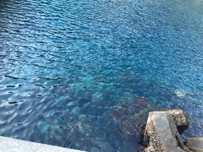 釣りの聖地鵜来島遠征釣行