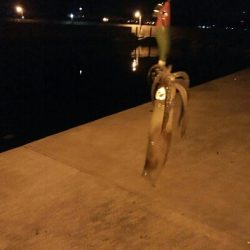 ヒイカエギング