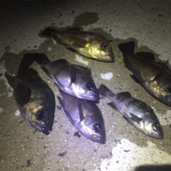 ナイトメバリング