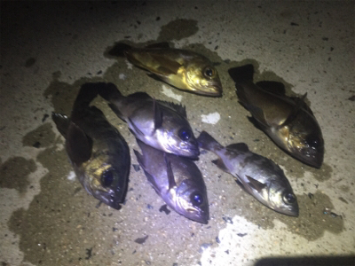 ナイトメバリング