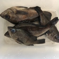 泉南メバリング