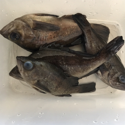 泉南メバリング