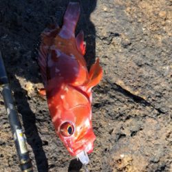 ウィンターロック