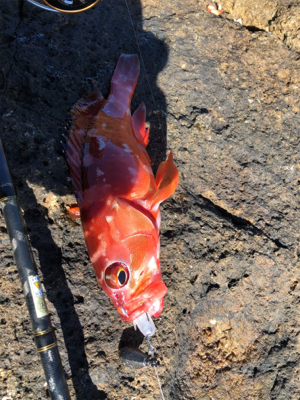 ウィンターロック