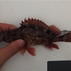 小エビとパワーイソメ