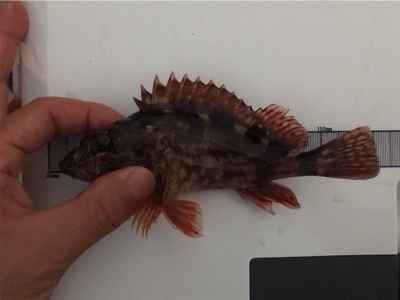 小エビとパワーイソメ