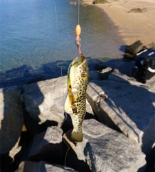 カレイをねらって