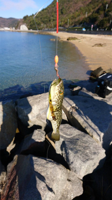 カレイをねらって