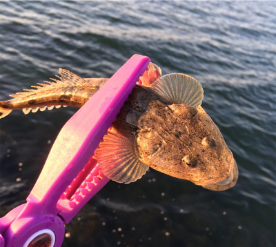 淀川ブリームゲーム 初釣り