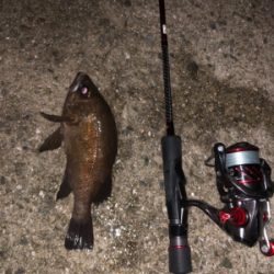 メバルプラッキング