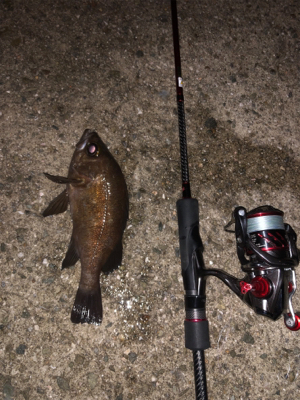 メバルプラッキング