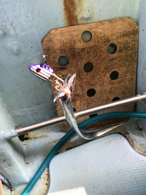 太刀魚テンヤ  洲本沖