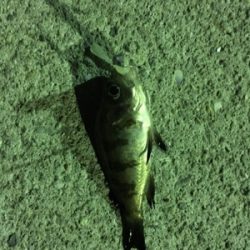 小メバルばかり