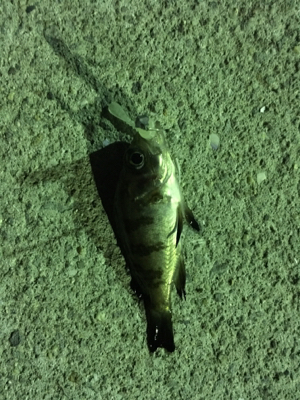 小メバルばかり