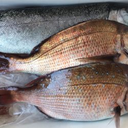 今年初釣りは釣堀