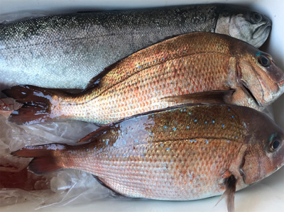 今年初釣りは釣堀