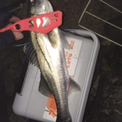 マスビートブチ曲がり