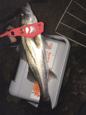 マスビートブチ曲がり