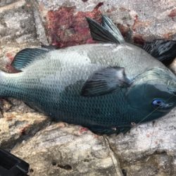 四国遠征釣行フカセデビュー