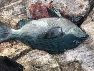 四国遠征釣行フカセデビュー