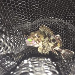 今日もマスビートブチ曲がり