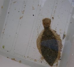 カレイを求めて