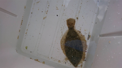 カレイを求めて