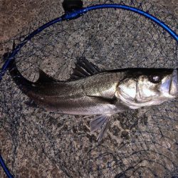 ついにアミパターン攻略