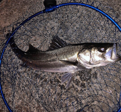 ついにアミパターン攻略