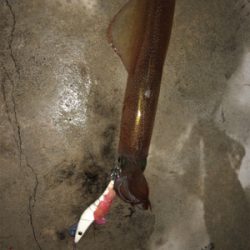 ヤリイカ入れ食い